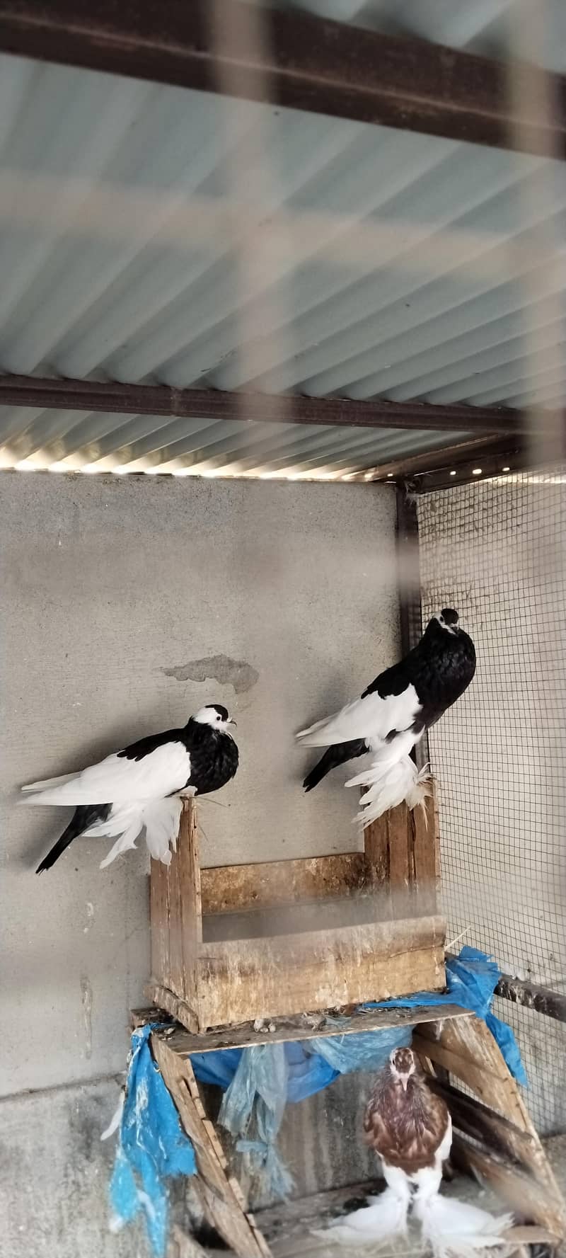 magpie 0