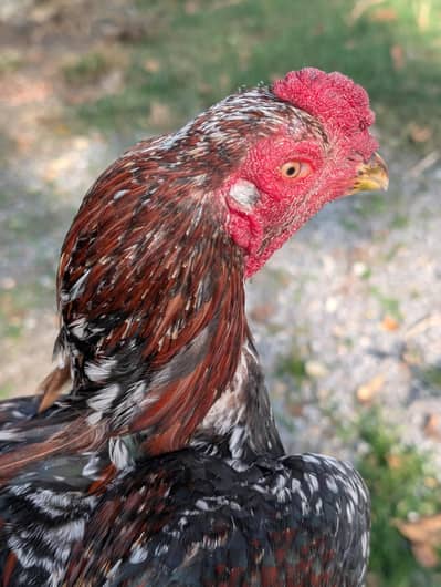 aseel pair for sale