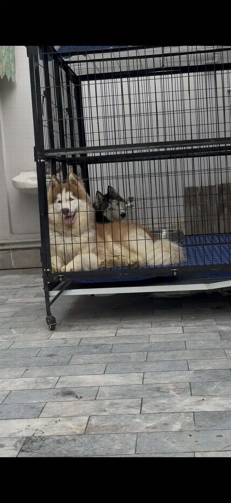 folding cage for dogs — photo 2