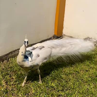 White Pied Peacock For Sale 3 Years Old