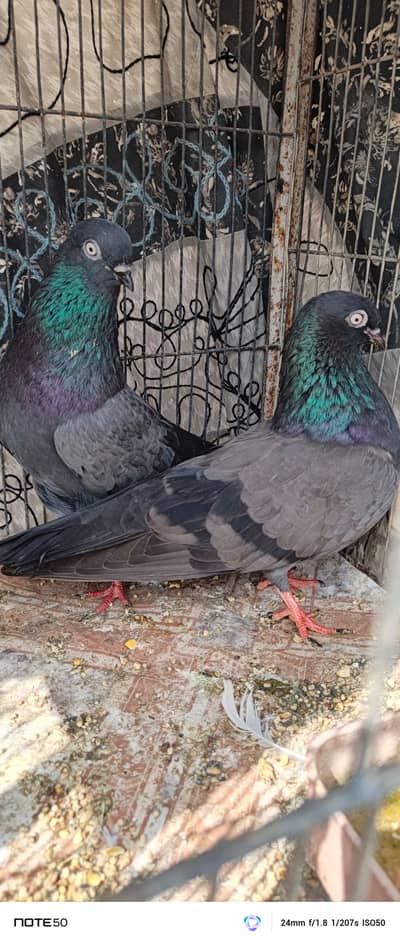 original Shahjahan puri breeder piar