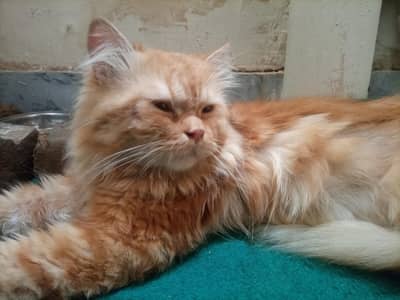 Persian cat for sale