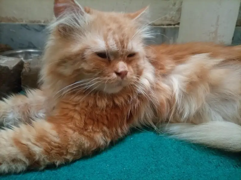 Persian cat for sale — photo 2