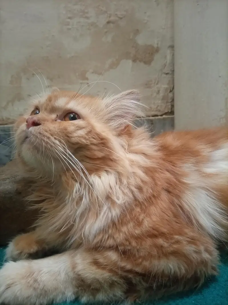 Persian cat for sale — photo 3