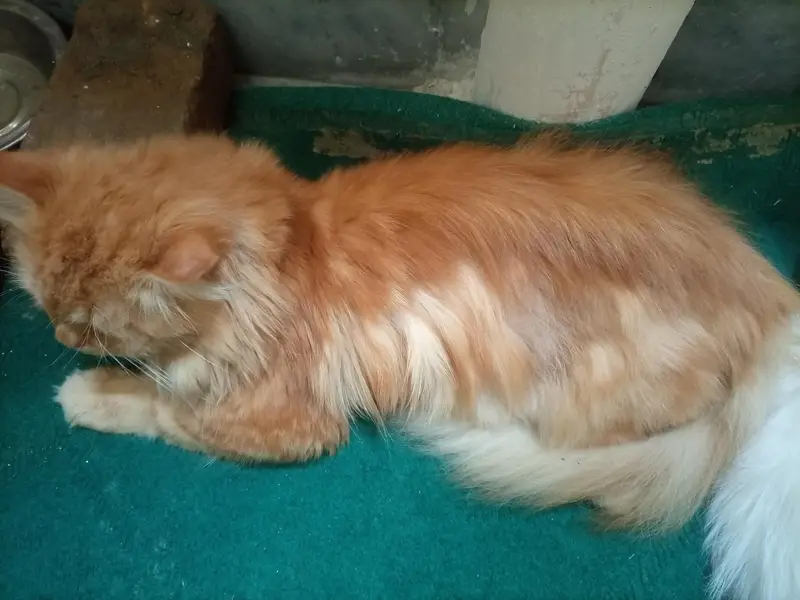 Persian cat for sale — photo 4