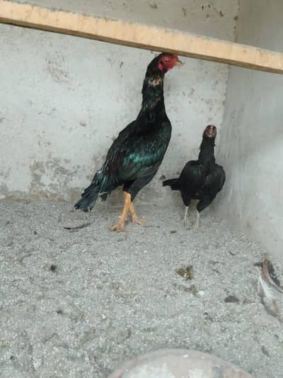 03287785524high quality birds available level birds