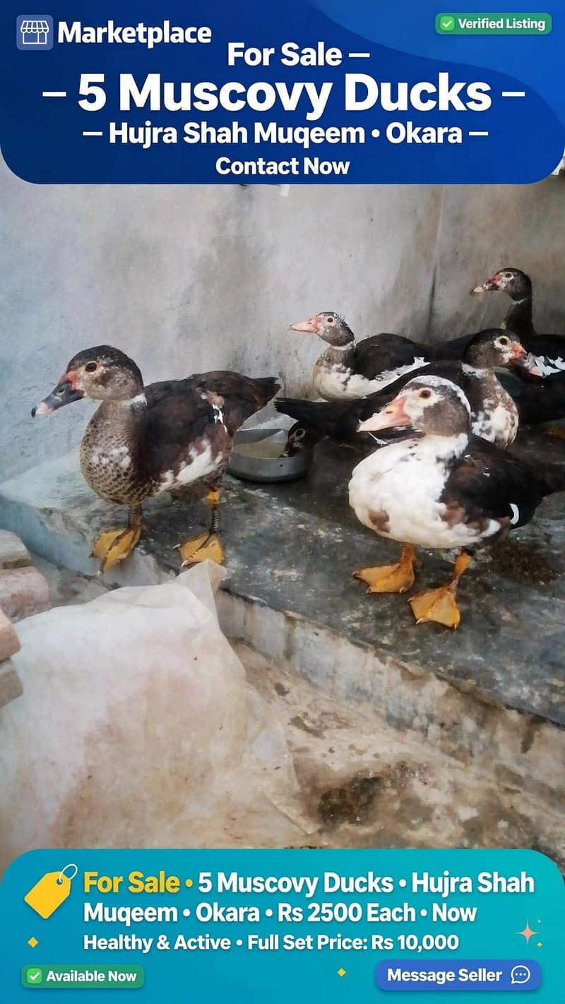 moscovy ducks 0