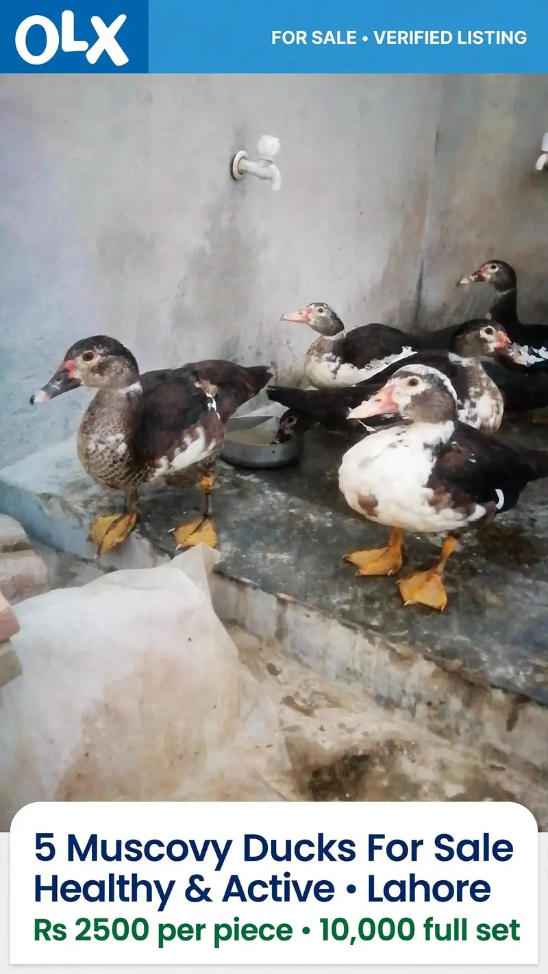 moscovy ducks — photo 2