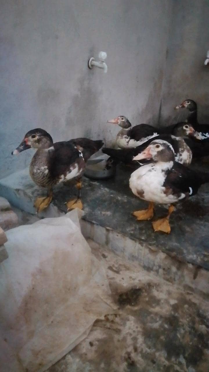 moscovy ducks 2