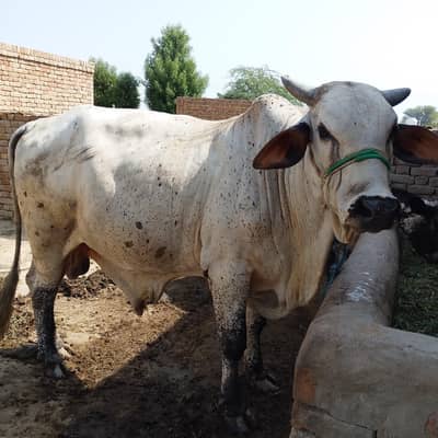 cholistan sahiwal crass