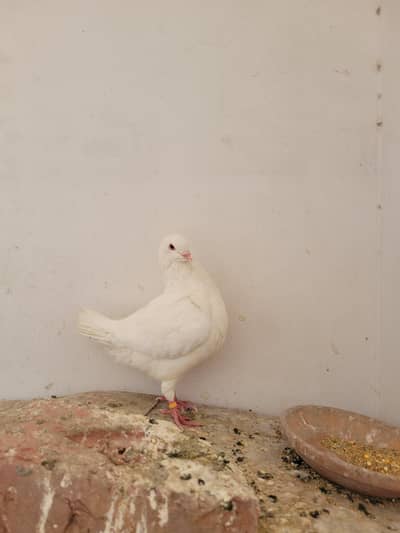 king pigeon male for sale full white