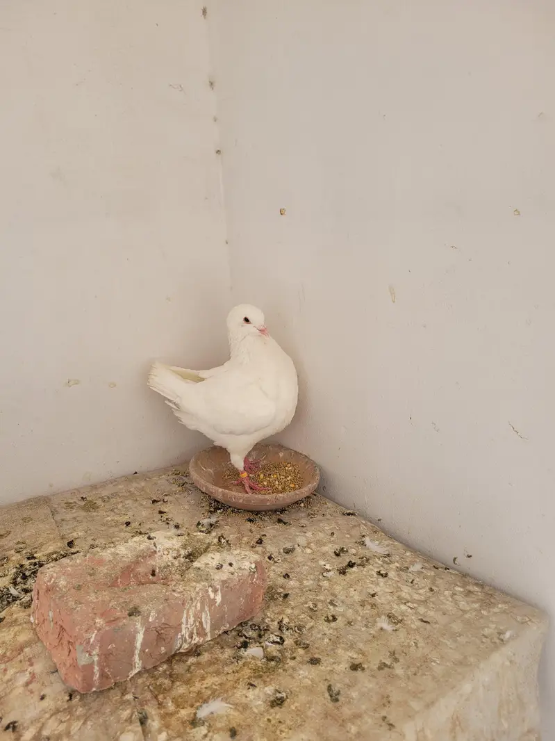 king pigeon male for sale full white — photo 2