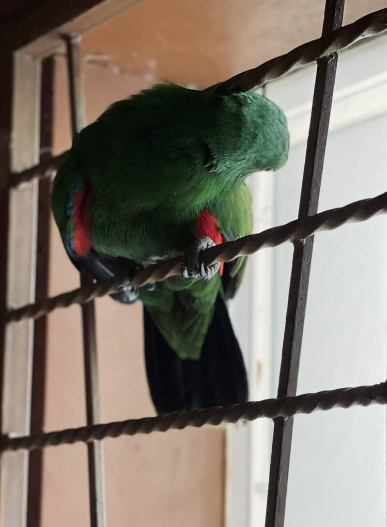 Australian Eclectus 0