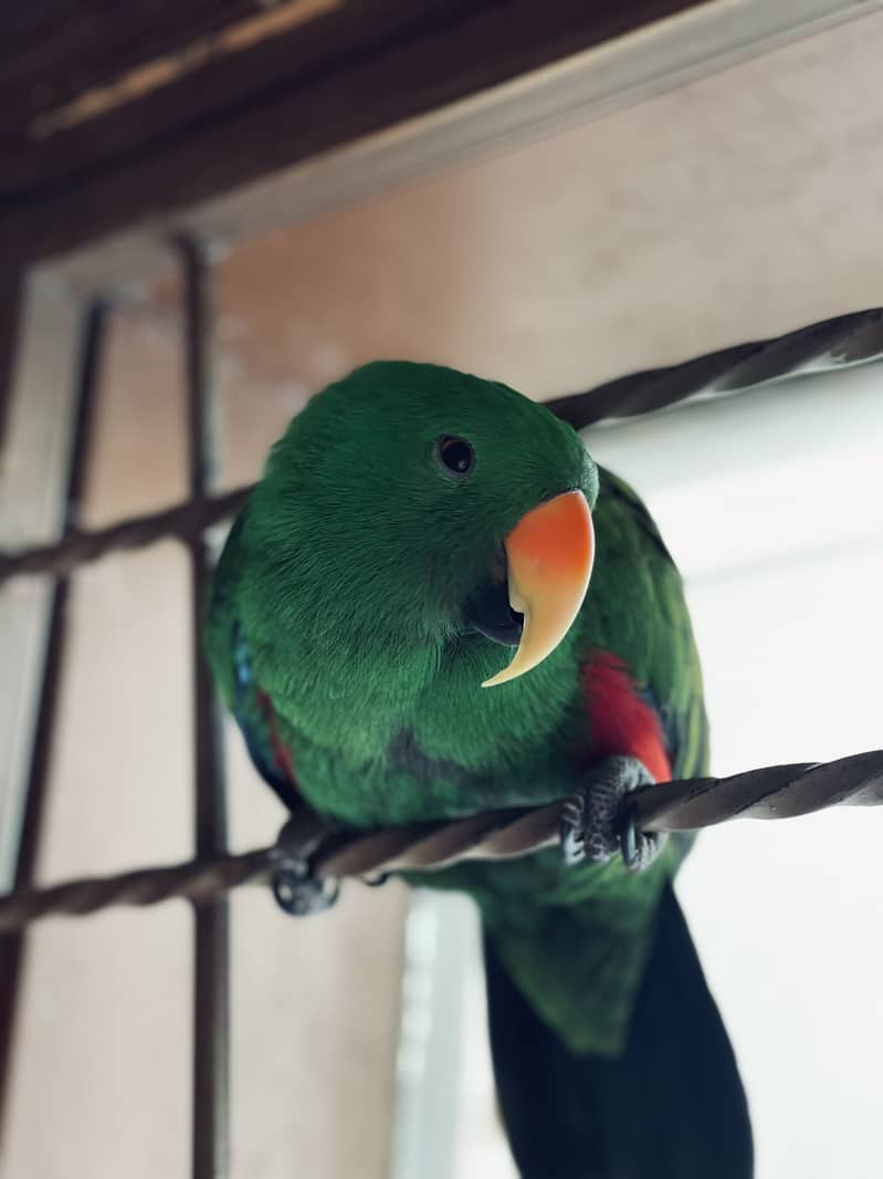 Australian Eclectus 1
