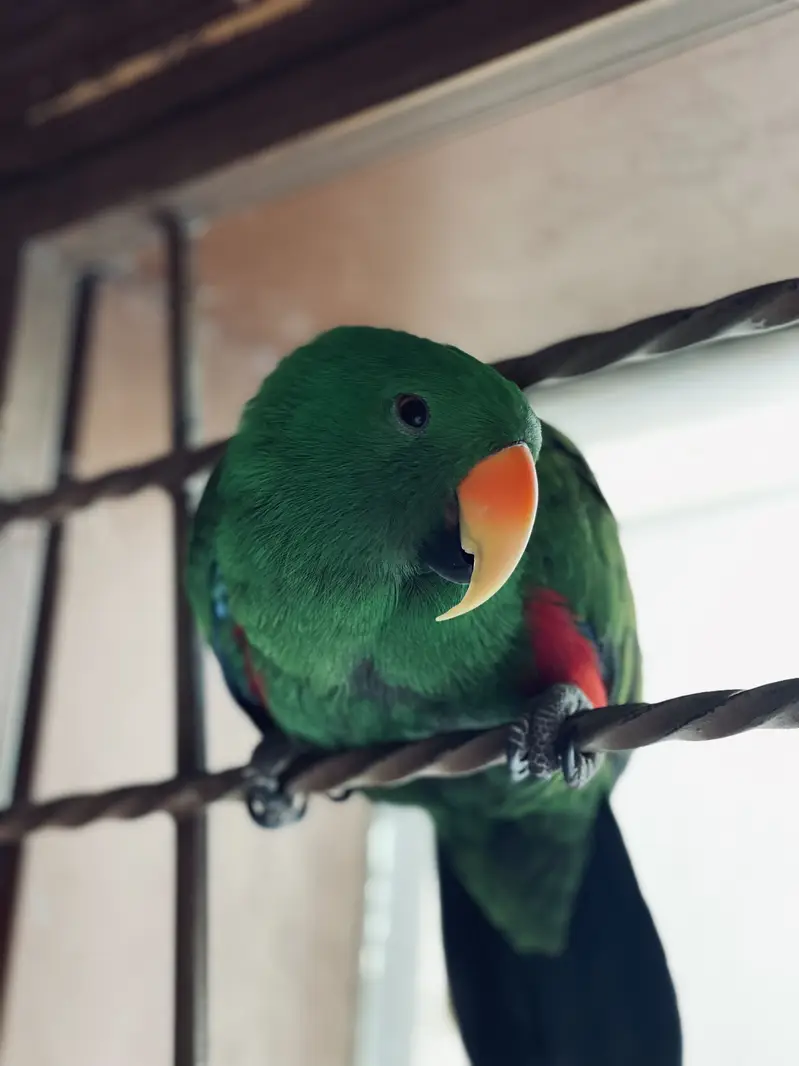 Australian Eclectus — photo 2