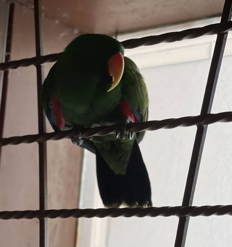Australian Eclectus 2