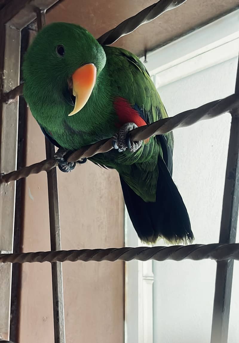 Australian Eclectus 3