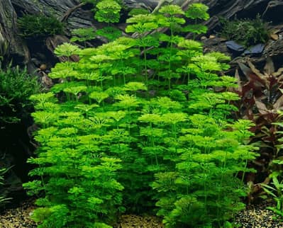 Aquarium plants - Ramshorn Snails - Aquatic plants