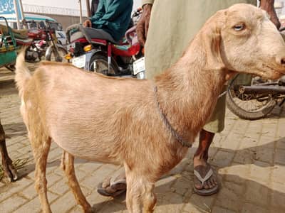 Female bakri