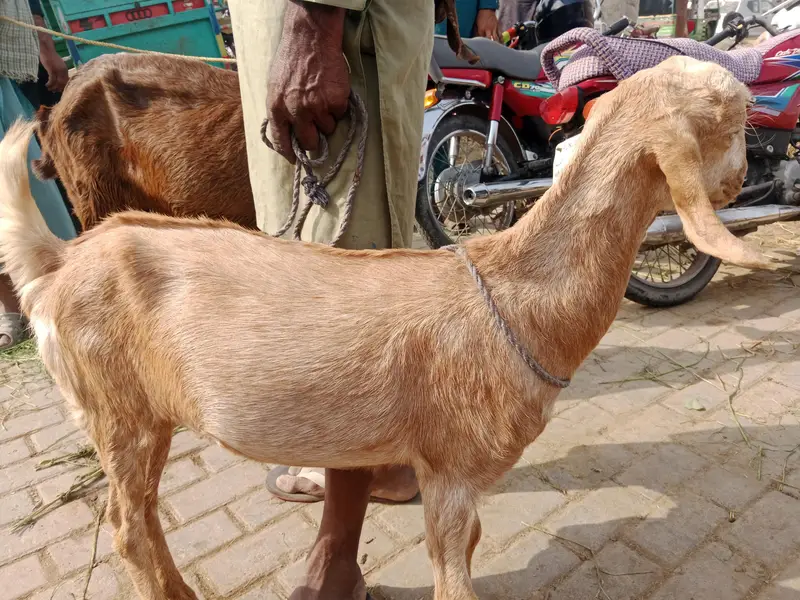 Female bakri — photo 2