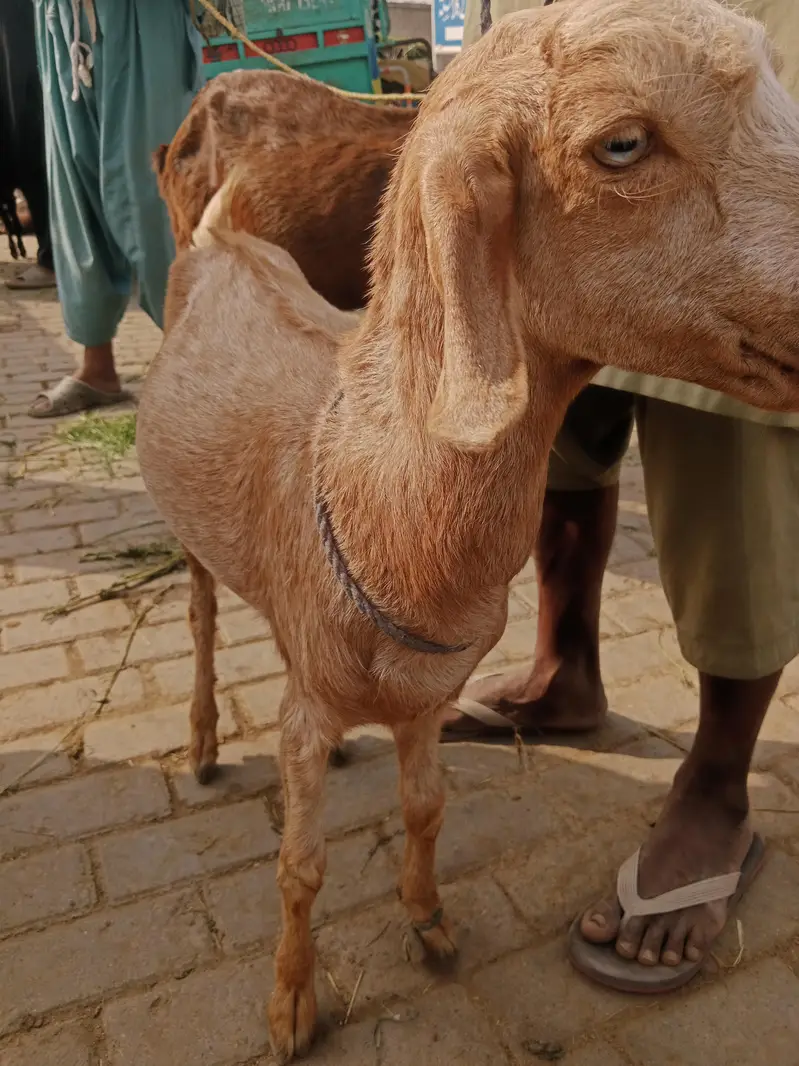 Female bakri — photo 3