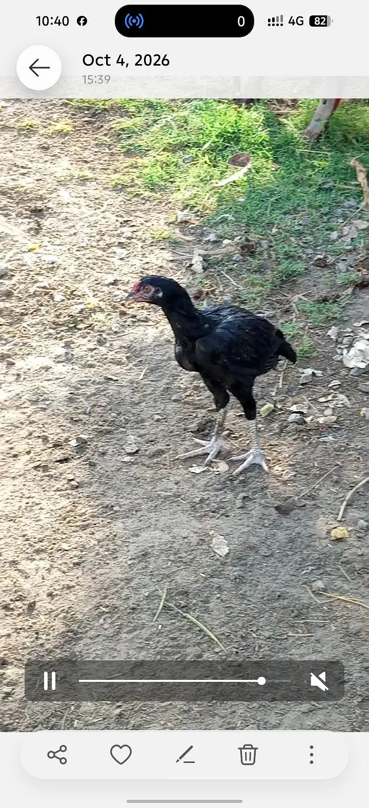 Aseel mushka patha or pathi ik chena patha or 2 coccoo color k patha — photo 2