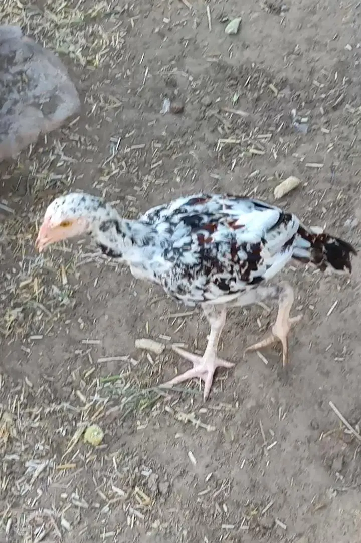 Aseel mushka patha or pathi ik chena patha or 2 coccoo color k patha — photo 4