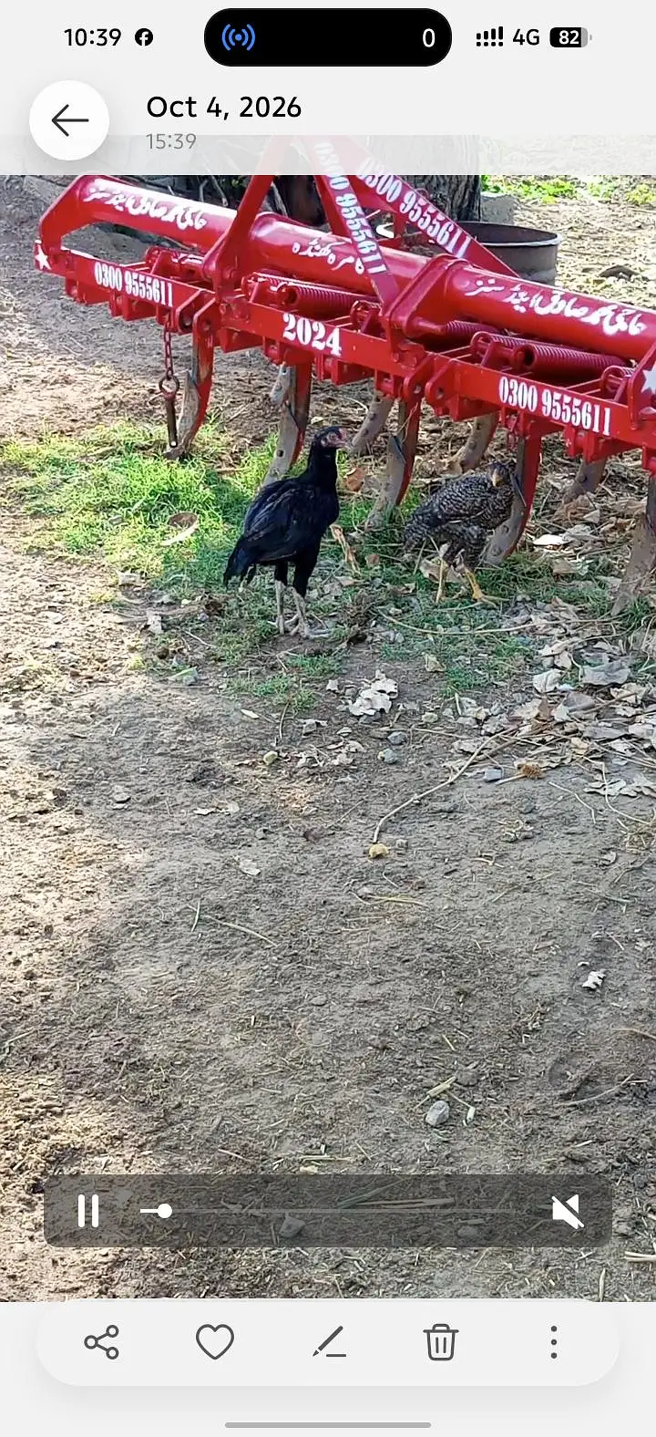 Aseel mushka patha or pathi ik chena patha or 2 coccoo color k patha — photo 5