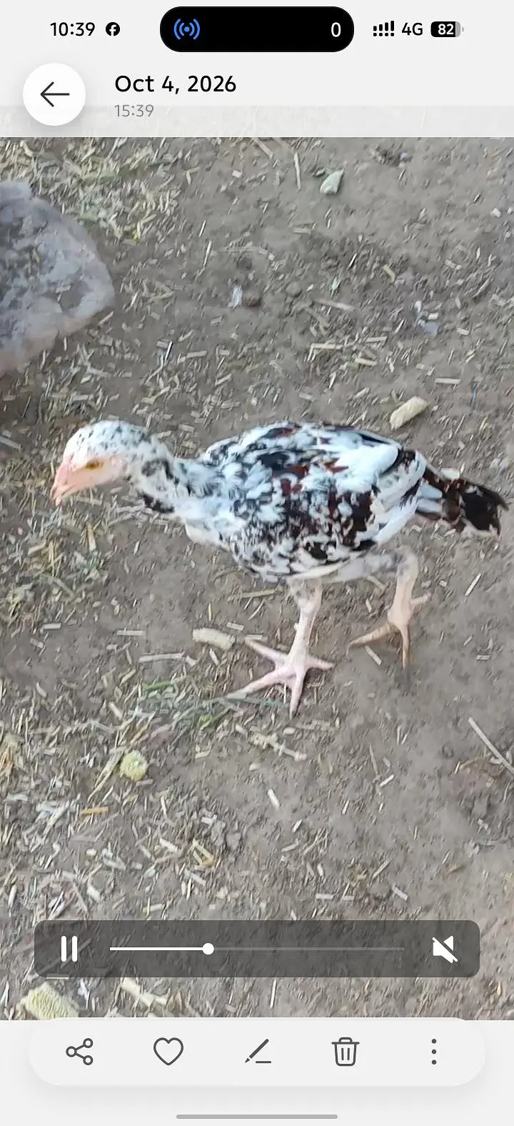 Aseel mushka patha or pathi ik chena patha or 2 coccoo color k patha — photo 6