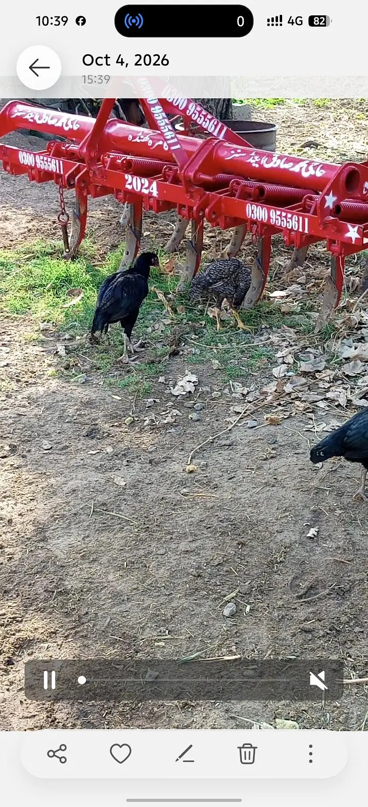 Aseel mushka patha or pathi ik chena patha or 2 coccoo color k patha — photo 7