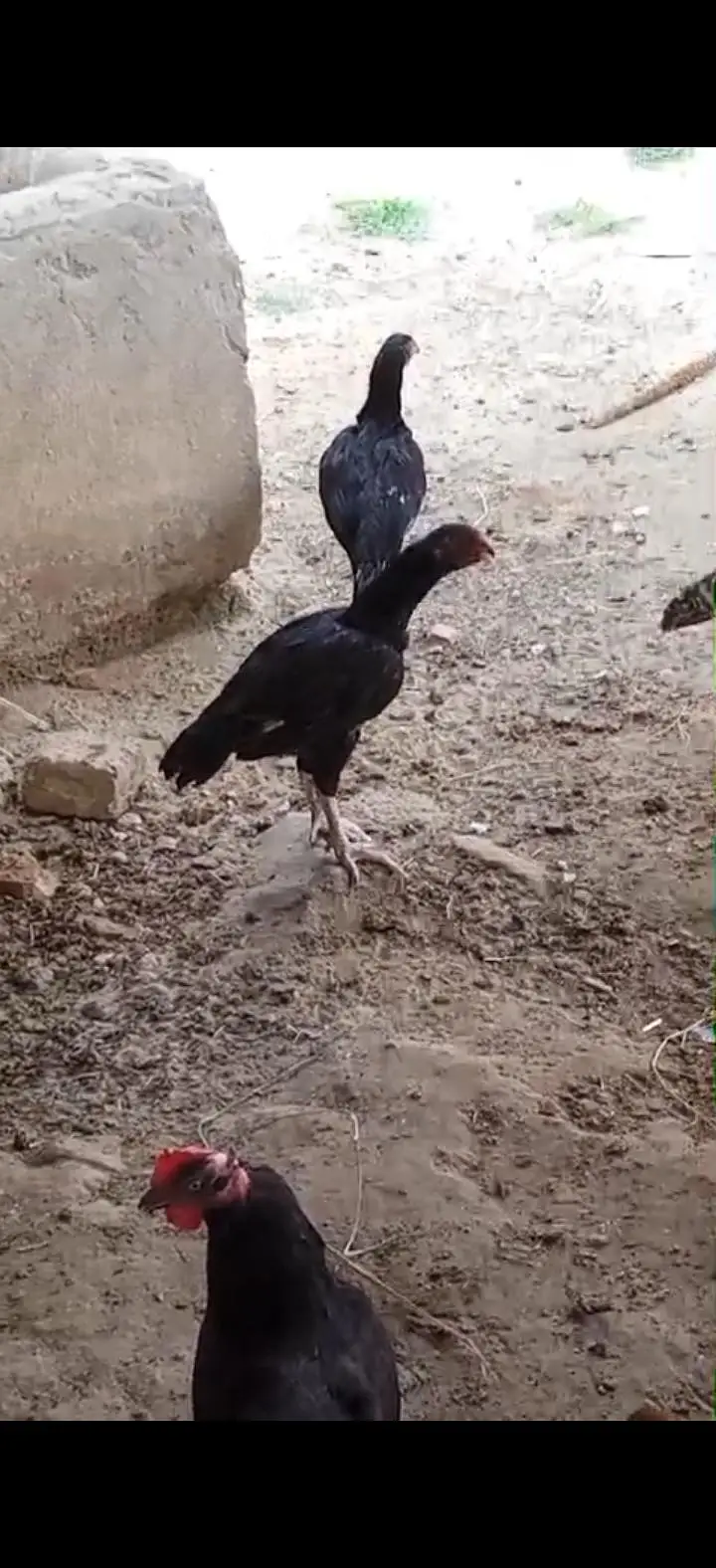 Aseel mushka patha or pathi ik chena patha or 2 coccoo color k patha — photo 9
