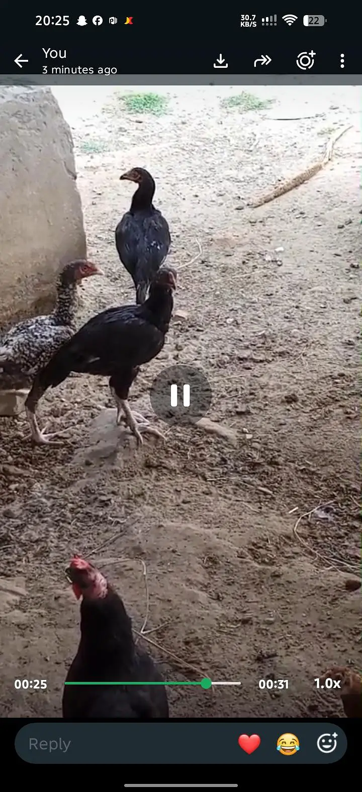 Aseel mushka patha or pathi ik chena patha or 2 coccoo color k patha — photo 10