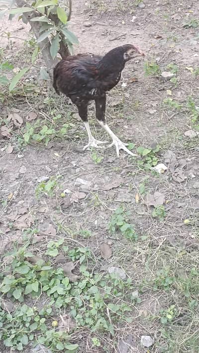 Urgent Sale Murga and murghian