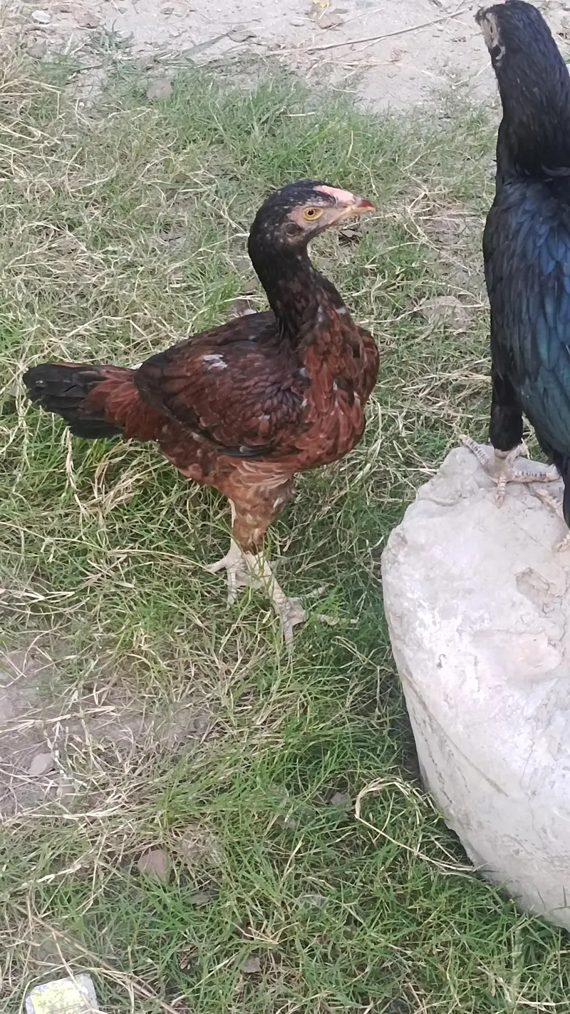Urgent Sale Murga and murghian — photo 3