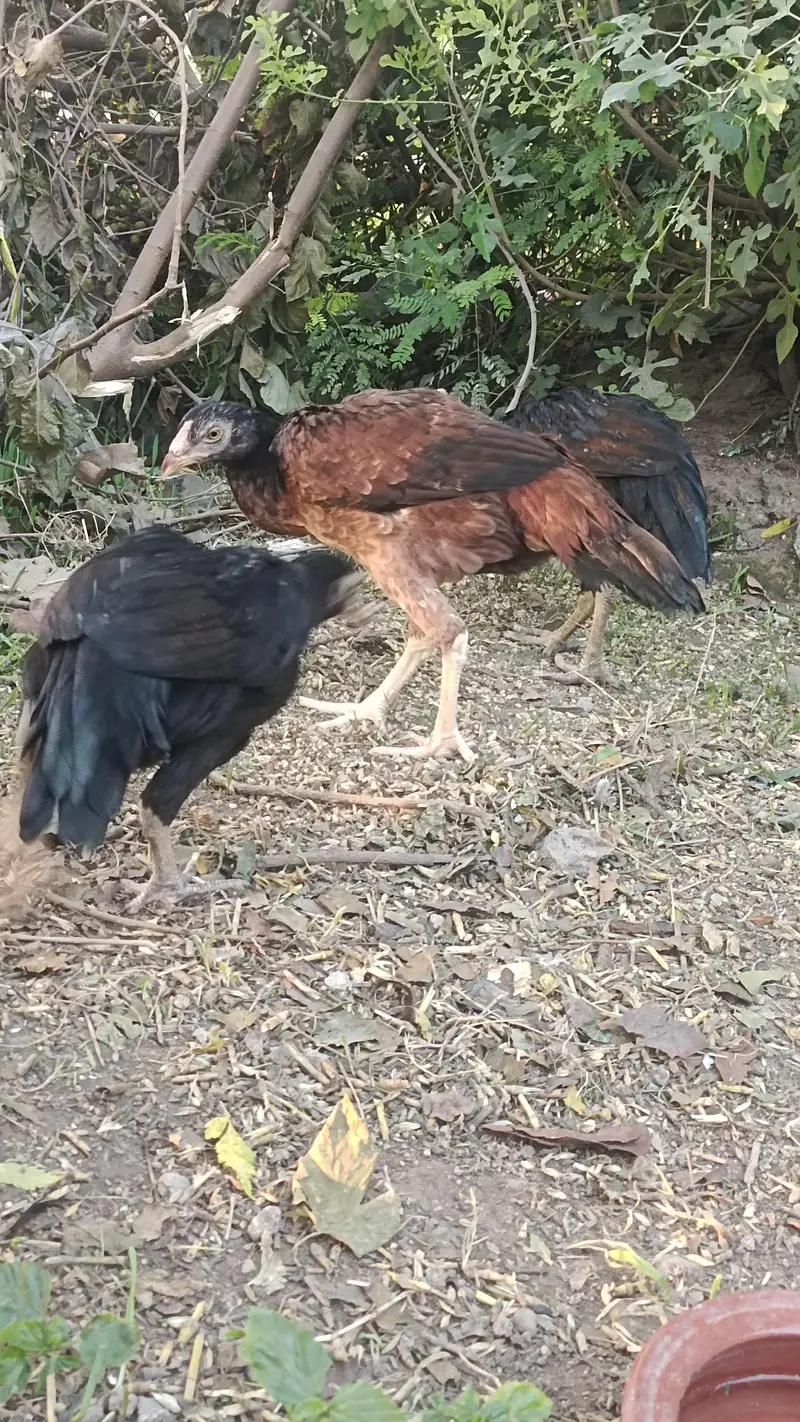 Urgent Sale Murga and murghian — photo 6