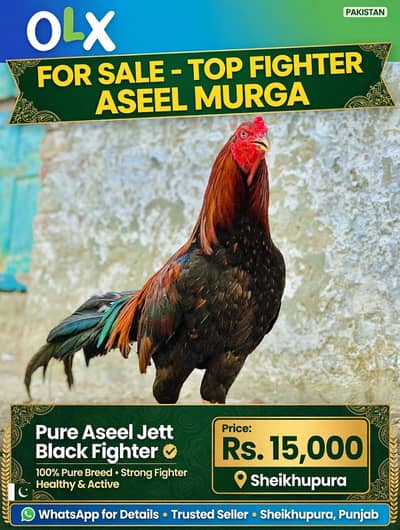 Pure Mianwali Black Aseel Murga - Ghar Ka Pala - Shauqeen