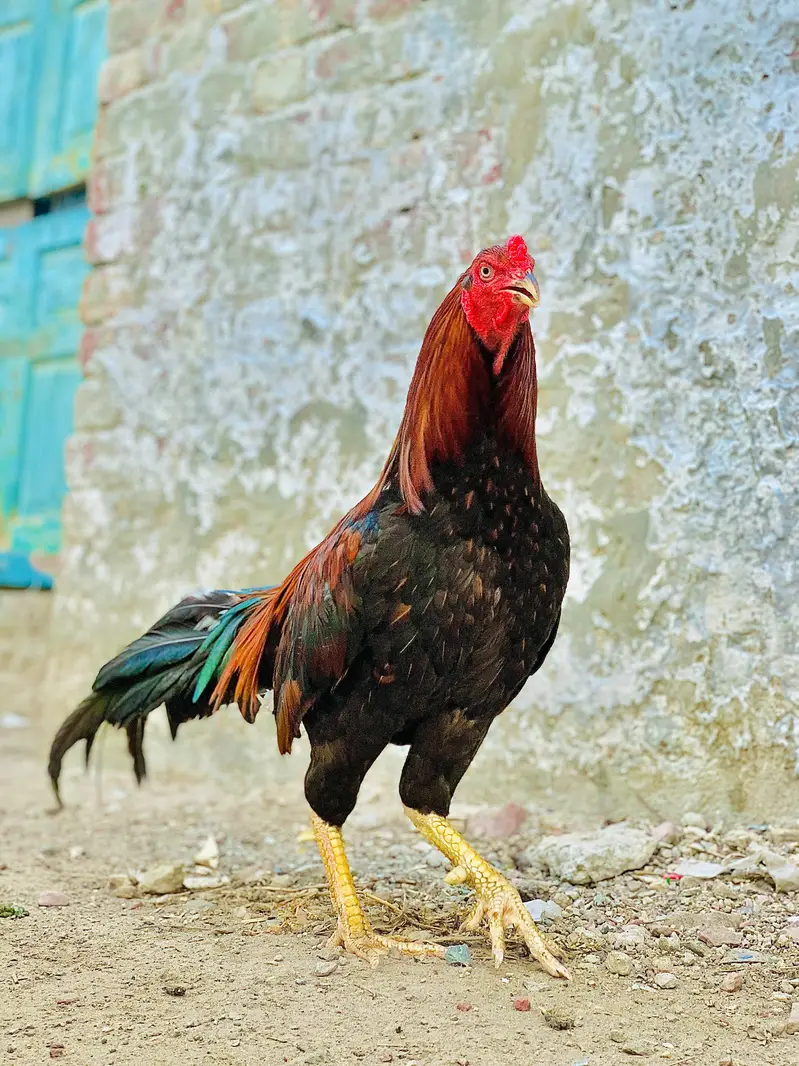 Pure Mianwali Black Aseel Murga - Ghar Ka Pala - Shauqeen — photo 2