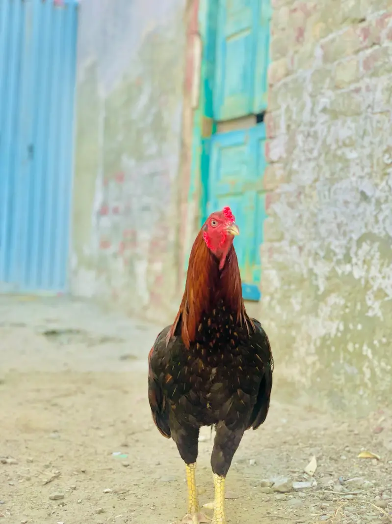 Pure Mianwali Black Aseel Murga - Ghar Ka Pala - Shauqeen — photo 3