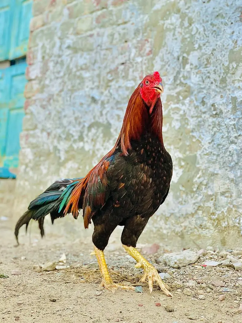 Pure Mianwali Black Aseel Murga - Ghar Ka Pala - Shauqeen — photo 4