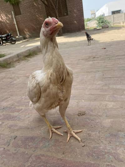 Sufaid Aseel Hen or Aseel Mushka Lasani