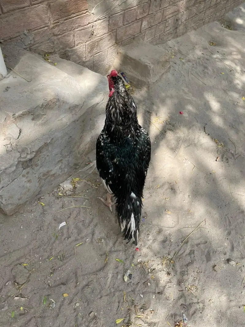Sufaid Aseel Hen or Aseel Mushka Lasani — photo 2