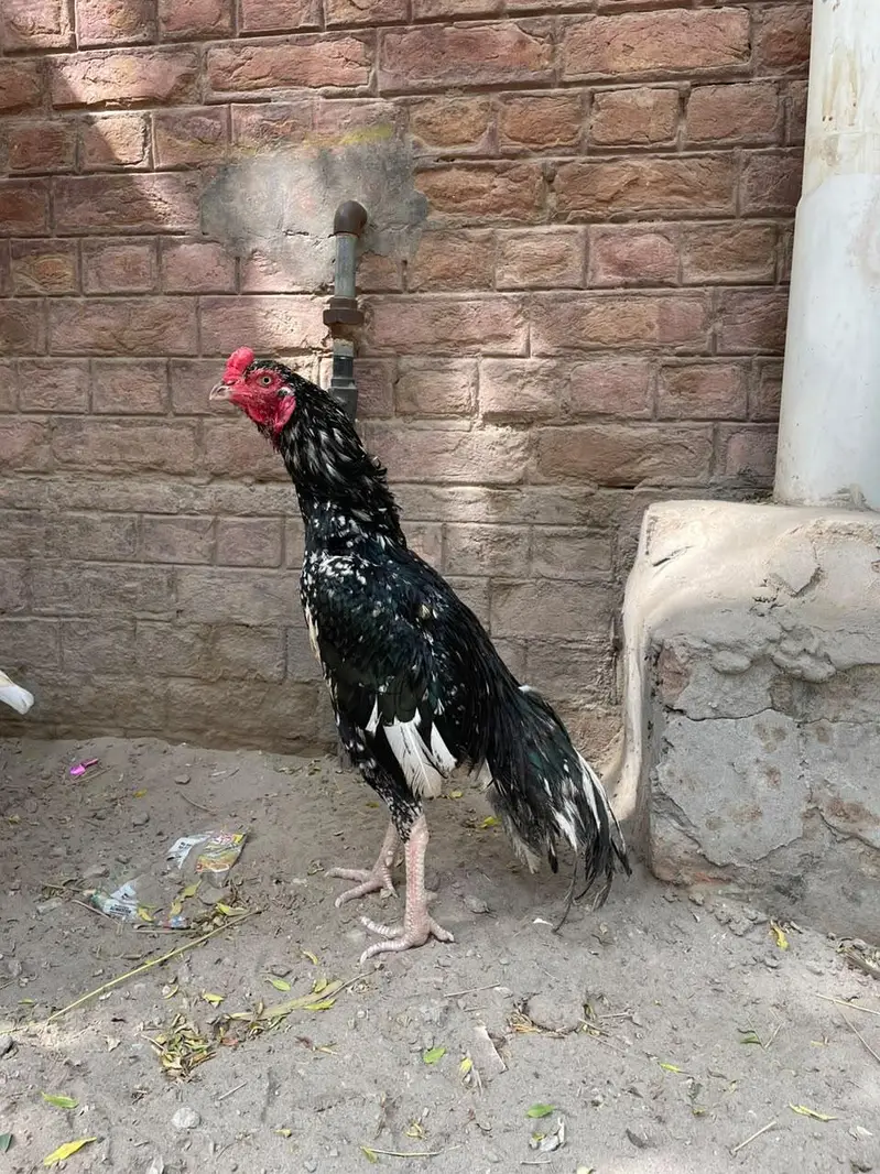 Sufaid Aseel Hen or Aseel Mushka Lasani — photo 3
