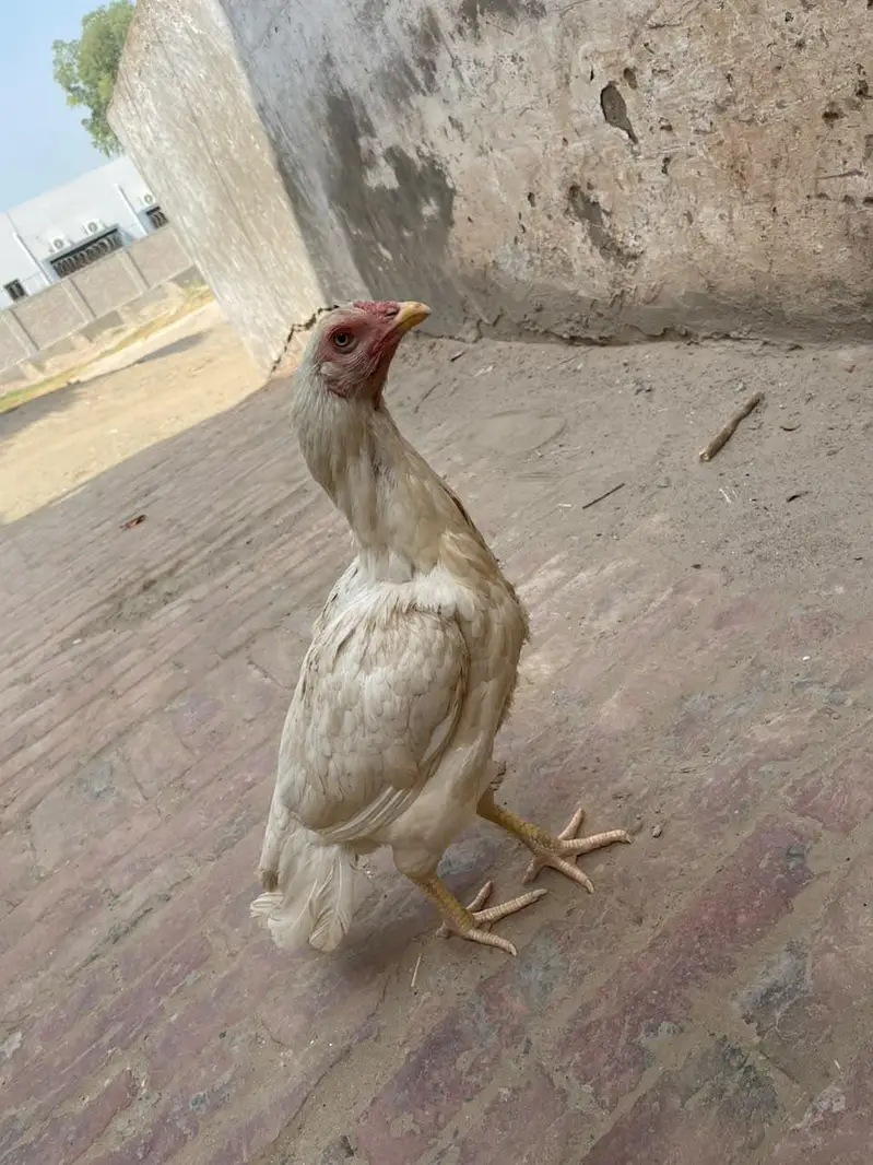 Sufaid Aseel Hen or Aseel Mushka Lasani — photo 4