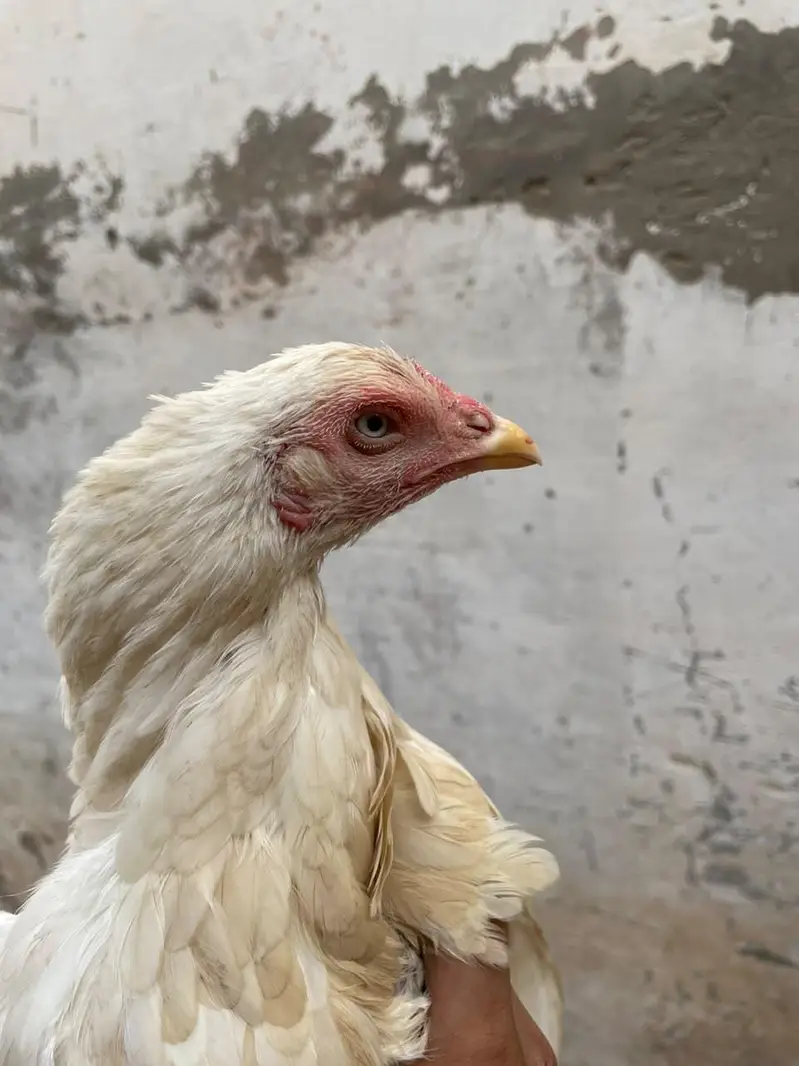 Sufaid Aseel Hen or Aseel Mushka Lasani — photo 5