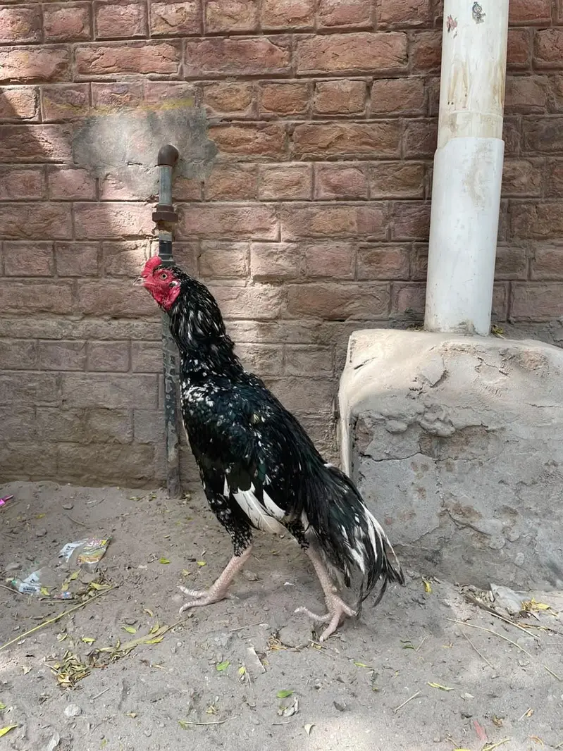Sufaid Aseel Hen or Aseel Mushka Lasani — photo 6