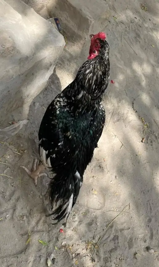 Sufaid Aseel Hen or Aseel Mushka Lasani — photo 7