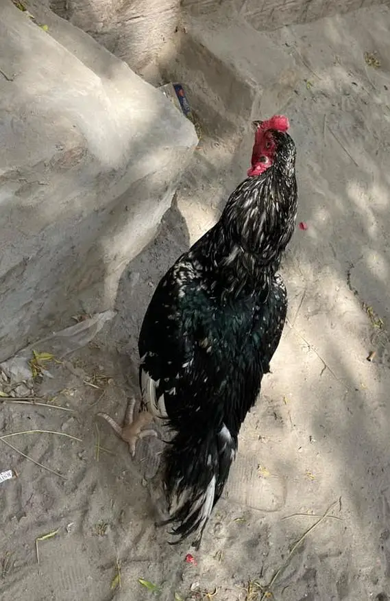 Sufaid Aseel Hen or Aseel Mushka Lasani — photo 8