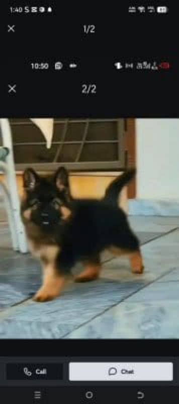 German Shepherd dog for sale vaccinated healthy active