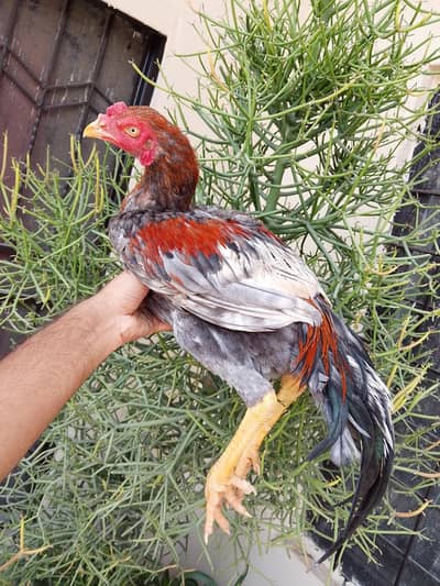 Sindhi Aseel patha murga mushka , saletha long height