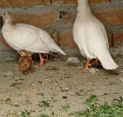 WHITE TEETER FOR SALE BREEDER PAIR
